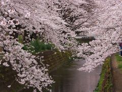 桜のトンネルをお花見散歩