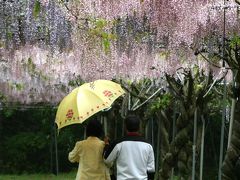 ひとり旅 ［523] ＜フラワーパーク せらふじ園＞広島県世羅町