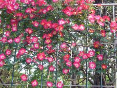 神代植物公園で森林浴