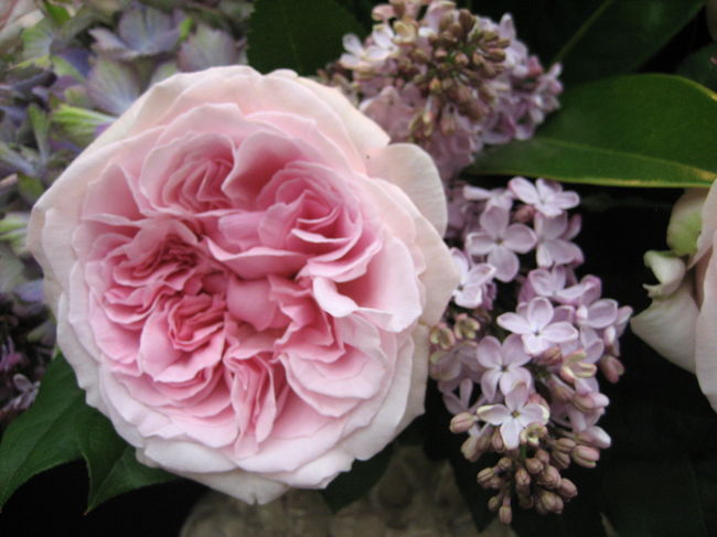 コクリコさんに誘われてひさしぶりに訪れた薔薇のショー。<br /><br />ず~っと前に来たときは<br />むせ返るような陽気で薔薇がしぼみ私もぐ~ったりしてしまい。<br /><br />今回は初日でもあり、お天気もすがすがしくて薔薇がイキイキしてました。ディスプレイも趣向もぐっとセンスアップして素晴らしい。<br /><br /><br />コクリコさんのページはこちらです。<br />http://4travel.jp/traveler/coquelicot/album/10337111/<br /><br />コクリコさんとお内儀連との楽しい一日のはじまりはじまり(*^.^*)<br /><br /><br />★Japan ~ミツバチばあやの冒険~ サイトマップ<br /> http://4travel.jp/traveler/tougarashibaba/album/10453406/<br /><br /><br /><br /><br /><br />