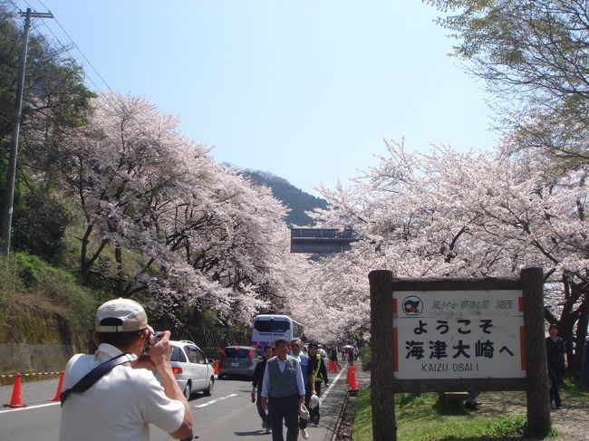 満開です。<br /><br /><br />湖岸に咲く桜のトンネル<br /><br /><br />キレイです（＾＾）／