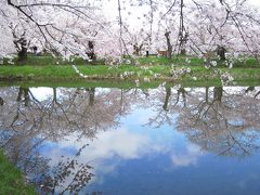 東北の桜　弘前