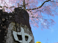 三春まちめぐり。「忠七桜」