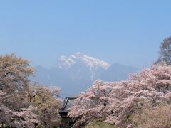 甲斐駒ケ岳と桜の共演　「実相寺の神代桜」　（２００９年）