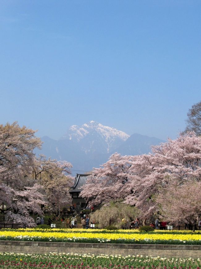 「Oakatさん」の旅行記を見て、<br />「今年の桜は見物はここ！」って、即座に決めてしまいました。<br /><br />今までは桜を見に、<br />わざわざ遠くまで行ったことがなかったのです。<br /><br />「甲斐駒ケ岳をバックにした桜」<br />空気の澄んだ山の景色を見ながら、<br />お花見なんてなんてすてきなことなのでしょう！<br />そこには樹齢２千年の、「山高神代桜」もあるのです。<br /><br />出かける１週間前には「シベックさん」が、<br />とってもステキな枝垂れ桜の時の旅行記を公開されていました。<br />来週は「染井吉野の桜がちょうど満開になる頃」と、教えていただき、<br />出かけるのが、とっても楽しみになりました。<br /><br />