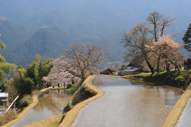 三多気のさくらは、真福院の参詣道に沿って約１．５ｋｍほどの桜並木があります。 <br />藁葺き屋根の民家の近くには棚田があり、撮影ポイントがあります。 <br />残念ながら桜の開花はまだまだでしたが、懐かしい風景を随所に残す参詣道を花見しながら散歩して癒されような気がします。