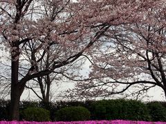 相模川河川敷の芝桜