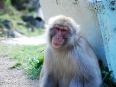 人もサルも温泉がスキ！