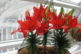 2009春、韓国紀行19(27/37)：5月4日(2)：仁川国際空港、室内植物園、真赤なユリ、サンタンカ