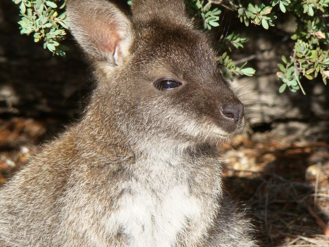 今回の旅行で、一番楽しみにしていた Wineglass Bay/Hazards Beach circuit ハイキング。<br />どんなに美しい景色に出会えるのだろうか、と、歩く前からワクワクそわそわでした。<br /><br />ところが、、、、、<br />korotamaの心の中には、美しい景色を押しのけて、ワラビーたちがどっかりと、いや、ちょこりんと、焼き付いてしまったのでありました。