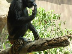 休園日！　じゃ～ないゾ～　・・・　『　横浜　動物園　（ズーラシア）　』　　再　訪問！ 