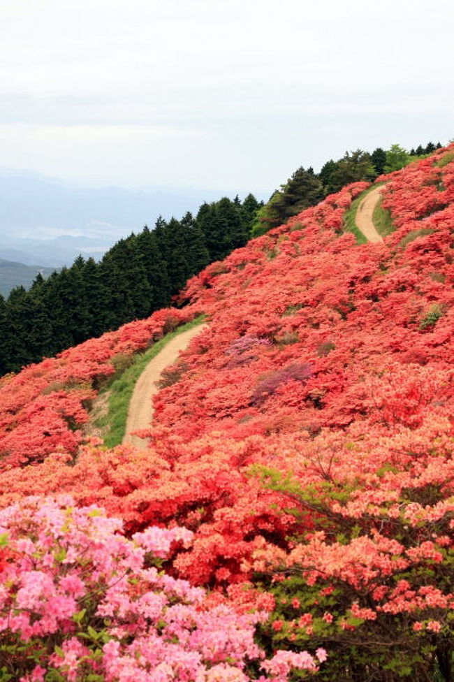 大和の葛城（かつらぎ）高原でヤマツツジが真っ赤に山肌を染めているという情報を知り、早速、ネットで調べて早朝、自宅を出発しました。東名、伊勢湾岸自動車道、東名阪自動車道、名阪国道、西名阪自動車道と乗りつぎ、法隆寺ICで降りて地方道5号線を南下。この葛城山は山頂近くまでロープウェイで登れ、ツツジのほか野草や花木も豊富だそうです。<br /><br />写真は、ヤマツツジの咲く葛城高原。