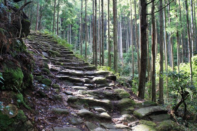 熊野古道松本峠から鬼ケ城跡まで歩いてきました。 <br />江戸時代には「伊勢に七度、熊野に三度」と言われ、熊野三山や西国第一番札所那智山青岸渡寺へ詣でる巡礼者や庶民の数は、一年間で三万人を超えたと言われています。これは当時の日本の人口からすると、かなりの数だったのではないかと思います。 <br />また蟻の行列のように続々と伊勢路を熊野に向けて進んでいく人々の姿を「蟻の熊野詣」と表現したようです。