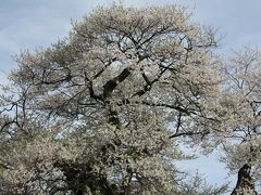 南信州の桜を求めて?（中曽根桜とみはらしの湯）