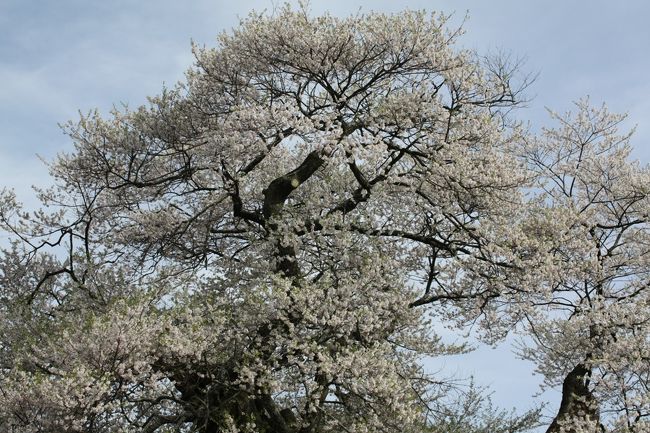 中曽根権現桜<br /><br />　エドヒガンサクラで樹齢１０００年、樹高１５ｍ、根元周囲６．７ｍ胸高より分岐していて、1本は、白色もう1本はピンクに見えます。<br />　大樹の下に権現様が祀られえいることから『権現桜』と呼ばれています。<br />　<br />みはらしの湯<br />　宿泊施設から温泉、レストラン、様々な体験施設を備えたみはらしファームは、家族みんなで楽しめる新しいタイプの農業公園の中にある温泉で高台にあり、南アルプスを一望できます。<br />　入湯料金600円で、休憩場（畳）があり、南アルプスを見ながらゆっくりとできます。<br /><br />行程<br /><br />駒つなぎ桜→昼神温泉→千人塚公園→光前寺→駒ヶ根高原→<br />蔵沢寺→中沢花桃の里→中曽根桜→みはらしの湯→さくらの湯<br /><br />→高遠城址→花の丘公園→六道の桜→青島堤→かんてんぱぱ<br />