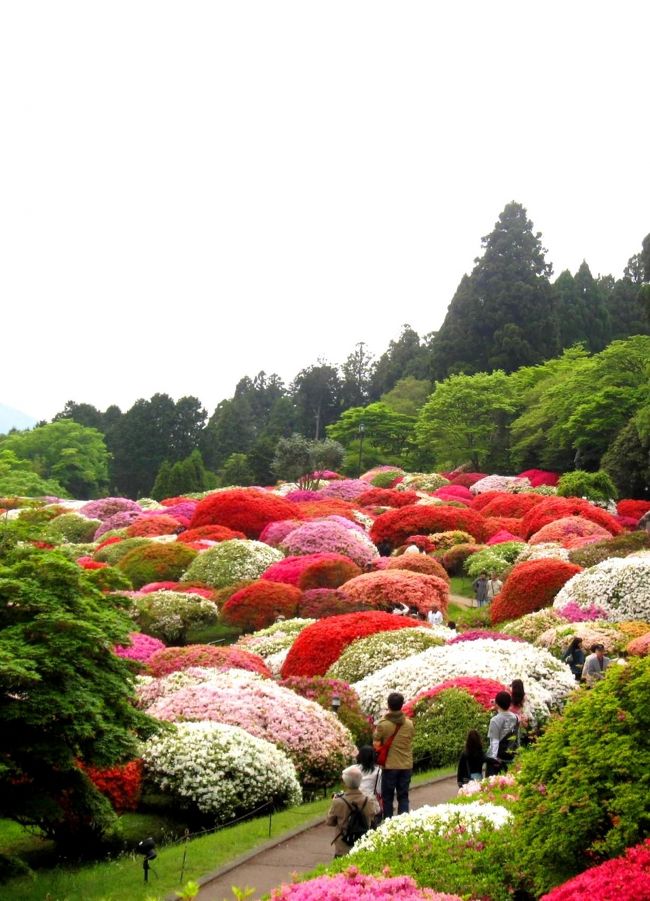 ５月中旬。<br />ツツジが満開になった「山のホテル」<br /><br />玄関から庭園に入ってくると、そこは別世界です。<br />色とりどりの大きな株のツツジ・ツツジ！<br /><br />前の芦ノ湖では、いろいろな種類の遊覧船も走ります。<br /><br />この旅行記では、<br />玄関前のツツジの景色と<br />奥にあるシャクナゲ園の景色をお届けします。<br /><br /><br />【箱根の花情報】<br />７月中旬からは、ピクニックガーデンのユリが見頃になります。<br />ピクニックガーデンのユリ園の旅行記<br />http://4travel.jp/traveler/yamate/album/10365304/<br /><br />