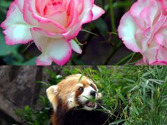 野毛山公園　動物園とバラの花
