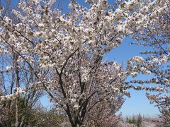 春を探しに♪平岡＆モエレ沼公園　～2009年５月～