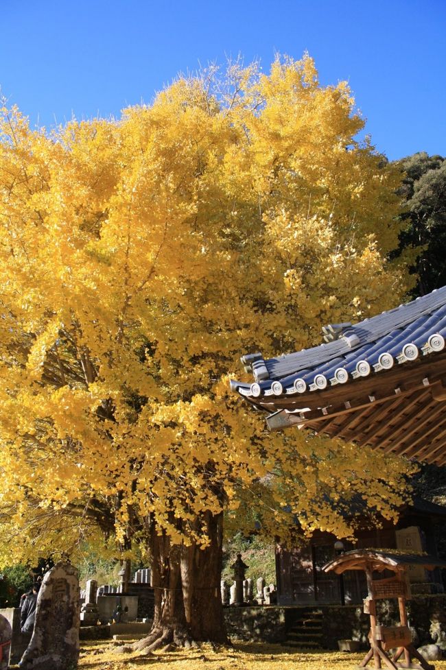古座川町三尾川にある光泉寺の子授けイチョウが紅葉の見頃という情報を得たので見に行ってきました。
