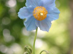 初夏の六甲高山植物園