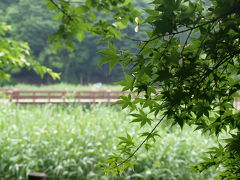 大和　雨上がりの泉の森