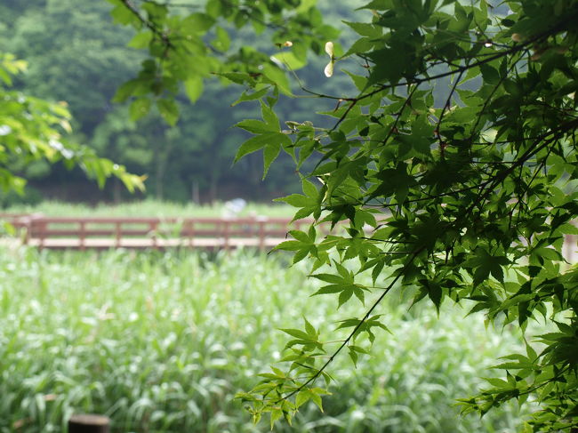 昨日に引き続き散歩がてら訪れた。<br /><br />午前中は土砂降りに近いぐらいの雨があったり、避難訓練があったりで、夕方薄日がさしてきた頃のまったりした感じの頃。<br /><br />草木が水滴に濡れ、いつもの乾燥した風景と違い癒しの空間にもなっている。