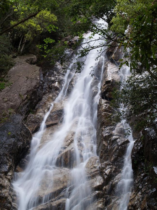 びわ湖バレイから下山後、まだまだ陽が高いので私が個人的には滋賀県一の名瀑と勝手に思い込んでいる楊梅の滝へ行きました。楊梅の滝は上から雄滝、薬研の滝、雌滝の三段からなる滝で総落差は７６ｍと滋賀県一です。惜しむらくはその全貌を見ることができないことでしょうか。<br />楊梅の滝滝見難易度：３（雄滝まで）<br />参考　滝見難易度０：道路から見える、１：片道徒歩５分以内、２：片道徒歩１５分以内、３：片道徒歩３０分以内、４：片道徒歩１時間以内、５：片道徒歩２時間以内、６：片道徒歩２時間以上もしくは２時間以内でも特別な装備が必要な場合など。私の旅行記ではほとんど出現することはないと思われる。<br />注意　滝見難易度はあくまで私の主観によるものであり、また季節や天候により難易度が上がる場合もあります。私の旅行記を参考にされて、「違うかったやんけ」とおっしゃられても責任は負えませんのでご了承ください。また、難易度が高い場合はできる限り単独行は避けるようお願いします。