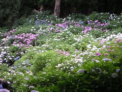 川崎のあじさい寺（妙楽寺）