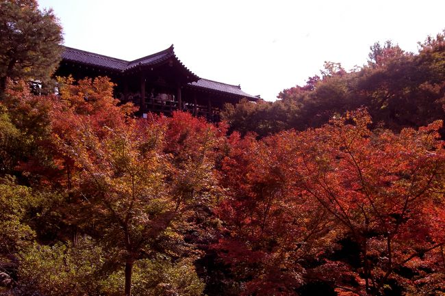 久しぶりに秋の京都なので法事の前に紅葉狩りと洒落込みました。保津峡と嵐山の後は泉涌寺と東福寺、そしてライトアップされた清水寺から八坂神社と知恩院と青蓮院まで歩きました。普段は人通りも少ない夜の三年坂あたりもこの時期は店も遅くまで開いて賑わっています。<br />