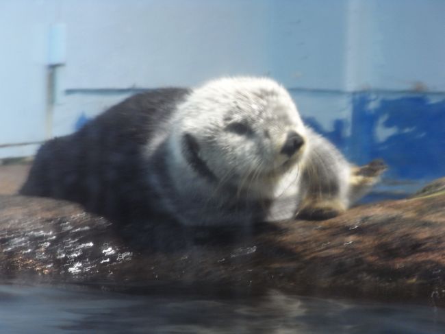 二日目も雨。<br /><br />伊豆で子連れで、帰路からそれずに雨でも楽しめるところ･･･<br />というわけで、「伊豆・三津シーパラダイス」に行ってきました。<br /><br />今まで、水族館といえば「アクアマリンふくしま」だった息子。<br />アクアマリンも展示がおもしろい施設でおすすめですが、<br />今回はイルカなどのショーを初体験です！<br /><br />