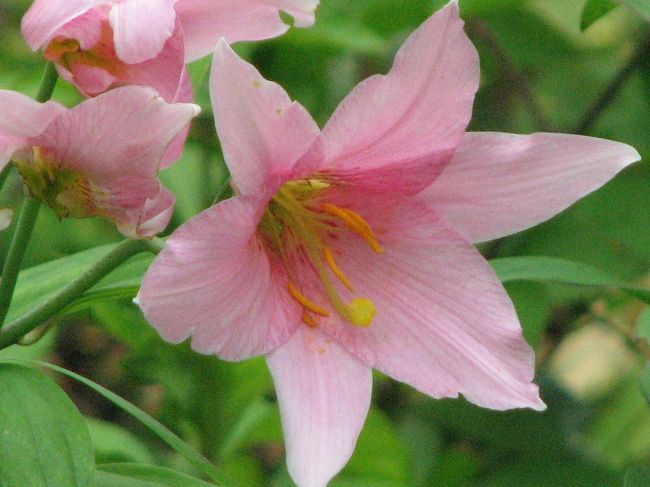 ５月２６日、需要家訪問後、帰るまでに時間があったので長岡の「雪国植物園」を訪問した。<br /><br />雪国植物園は雪国越後の里山をそのまま利用し、高山植物、外来植物、園芸植物等を一切入れず、自然植生を大切にして作り上げた自然植物園である。<br />雪国植物園には山野草：６５３種、樹木：１６９種があり、四季折々(３月から１１月迄)に山野草を楽しめるところである。<br /><br />此処では?ヒメサユリを中心とした山地の山野草<br />?湿原に植生している山野草<br />の二部に分けてまとめた。<br /><br /><br />＊写真は見ごろを迎えていたヒメサユリ