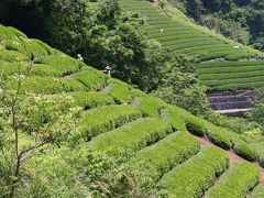 山の斜面に広がる “藤野町の茶畑” を訪ねて！