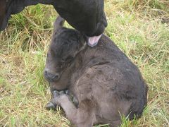 ヒューマンドキュメンタリー八重山　黒島・パナリ旅行記　奇跡の５日間　第二話　舐められた子牛