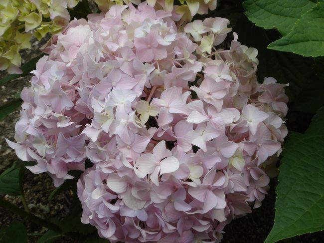 城北公園の中にある城北菖蒲園に行ってきました。<br />2009年05月23日～06月21日まで開園しています。ホームページでは、「5/26現在の開花状況は、「咲き始め」です。」って書いてあったんですが、6月はちょっと予定が組めそうになかったので、早いけど、行ってみました。<br /><br />城北菖蒲園<br />http://www.ocsga.or.jp/osakapark/hfm_park/07shirokita/index.html<br /><br />住所：大阪府大阪市旭区生江3-29-1<br />電話：06-6928-0005<br /><br />