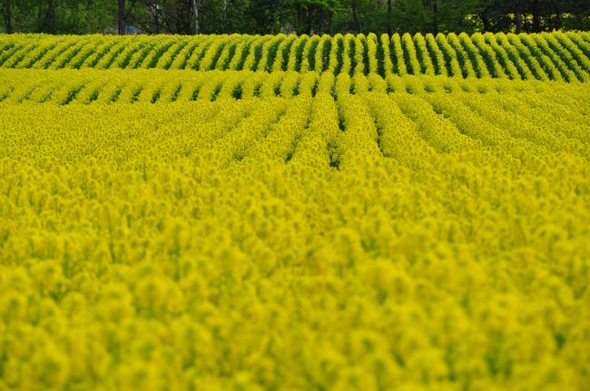 富良野のラベンダーは最高にキレイです☆<br /><br />広大な北海道！大自然満載な北海道！<br />そんな北海道を感じられる富良野は、ステキです☆<br /><br /><br />が、しかし！！！！！<br /><br /><br />滝川（たきかわ）の菜の花も最高にキレイです☆☆<br />そしてそして！滝川だって十分に<br /><br />広大な北海道！大自然満載な北海道！<br />そんな北海道が感じられて、とってもとってもステキです☆<br /><br /><br /><br />ちゅわけで、滝川市の菜の花畑にやってきました！！<br />が…<br /><br />菜の花旅行記に突入する前に…<br />ある事件が起きたのです。<br /><br />菜の花の前に…<br />まずは…その事件から…どうぞ(=_=)