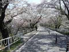 花風の通り道　大学病院のさくら