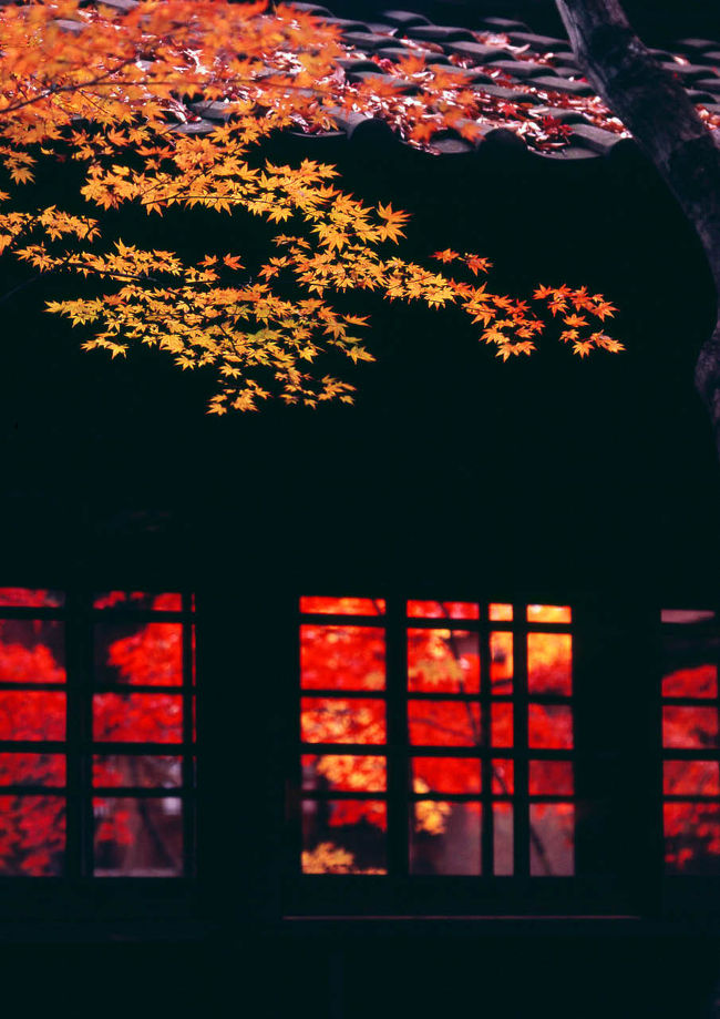 2007年11月30日午前中撮影の本土寺です。<br />紫陽花寺で有名ですが、秋の紅葉も京都に匹敵する素晴らしさがあります。