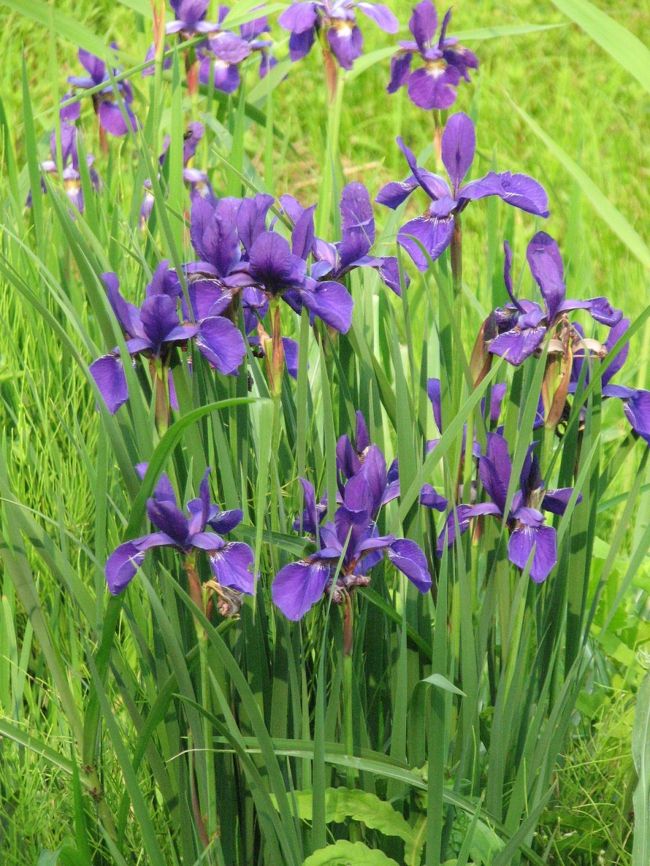 ５月２６日、需要家訪問の後、帰る予定時間迄に時間があったので雪国植物園を訪問した。<br />此処では湿原に植生している植物を観察した。<br />カキツバタ、日光キスゲ等が見られた。<br /><br /><br /><br />＊写真はカキツバタの花