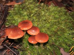 タスマニアを歩く(13) Mt.Field N.P.：Fungiの森を歩く ～2009年 GW～