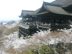 ２００８　京の桜巡り　?　【 桜満開♪清水寺～円山公園 】