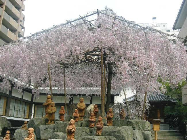 桜が開花した３月終わりの嵐山と桜守りの佐野さん宅から <br />六角堂の枝垂れ桜や長岡天神の夜桜など京都あっちこっちの桜アルバムです♪