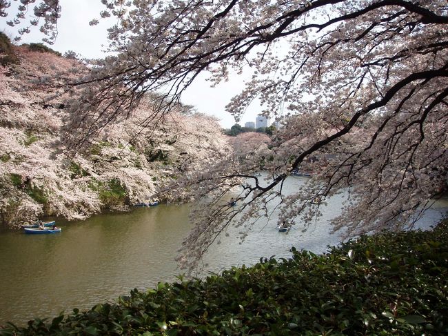 私にとって毎年恒例の東京・皇居のお花見です。桜の時期の東京は最高です。
