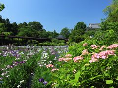 本土時（紫陽花、花菖蒲）