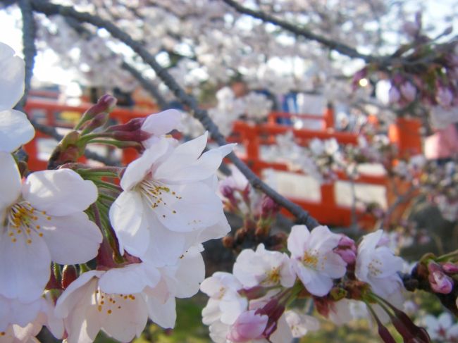 今年も桜の時期がやって来た〜。<br /><br />今年はあまり遠くまで桜を見に行く機会がなくて<br />休みの日に家の近くの宇治さくら祭りにぶらっと<br />行ってきました。<br /><br />それから我が家の前に咲く桜も満開。<br /><br />桜の旅行記。