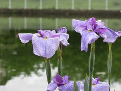 白鷺公園　花菖蒲が見頃です。