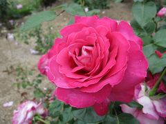 薔薇の盛り　花フェスタ記念公園　と　うなぎの水野　ランチ