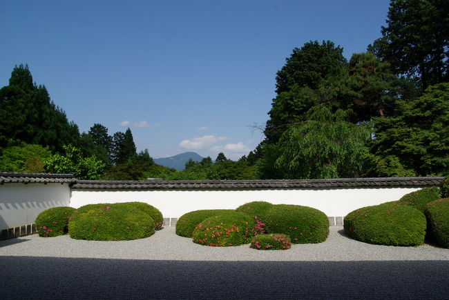 想定外のいいお天気になり、午後からしか出かけられなかったので、植物園に行こうと思ったのですすが、あまりに綺麗な比叡山に誘われて正伝寺へと向かいました。<br /><br />前回は1月の雪の正伝寺　季節のいい時に訪れるのは久しぶりです。<br />獅子の児渡しのサツキ刈り込みも美しく借景と共に素敵な空間を味わってきました。<br /><br />そして帰りにはちゃ〜んと植物園も楽しんで来ました。<br />