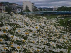 東北・盛岡・・＜寒い初夏と義母の庭＞