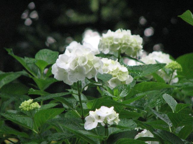 5月31日、皇居・東御苑の二の丸庭園での花菖蒲とサツキ鑑賞を終えた後、午後1時頃より本丸跡の庭園散策を行った。<br />生憎、此処に来てからにわか雨に会い、雨宿りをしつつ散策をせざるを得なかった。 この雨を喜んでいるかのような紫陽花の花がやけに目に入り、もう直ぐ、梅雨入も近いと実感した。結局は<br />本丸跡では約1時間雨宿りをしながら散策を楽しむことになった。<br /><br />此処では、大手門~本丸跡の庭園散策をまとめた。<br /><br />*本丸跡の富士見多聞付近で見られた紫陽花の花