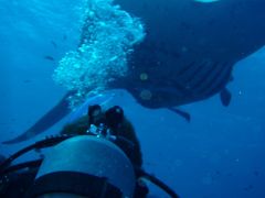 3泊4日マンタに会いに石垣島へ　3　動画あり　Okinawa